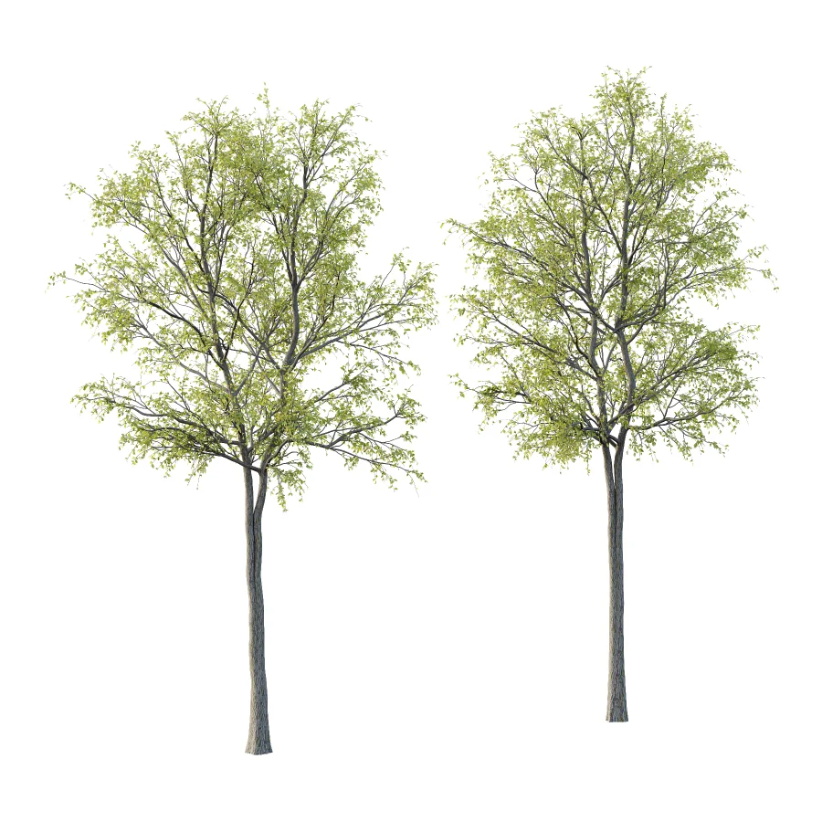 Chinese ash Tree Fraxinus chinensis 05 Image 1