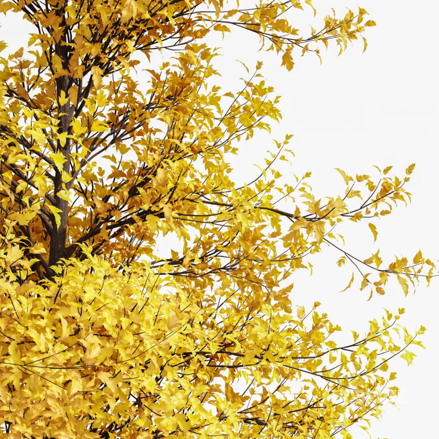 AV Acer Buergerianum Fall and Acer X freemanii Image 2