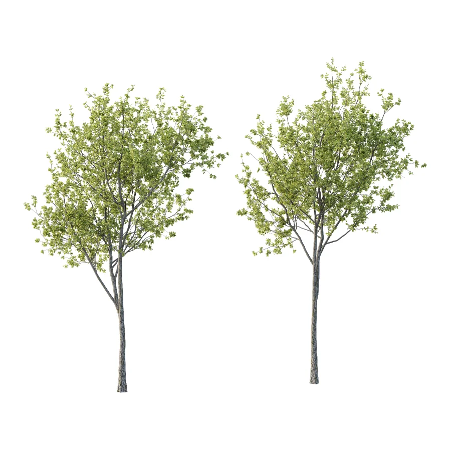 Chinese ash Tree Fraxinus chinensis 09 Image 2