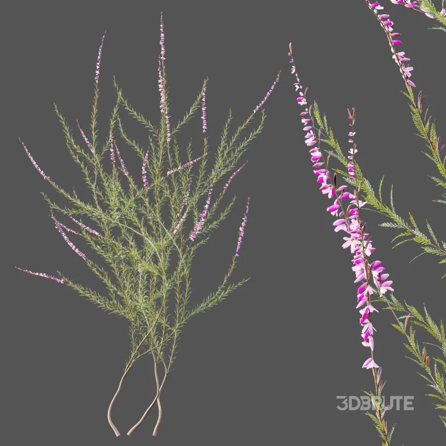 AV Plant Bush Purple Heather Calluna Vulgaris Image 5