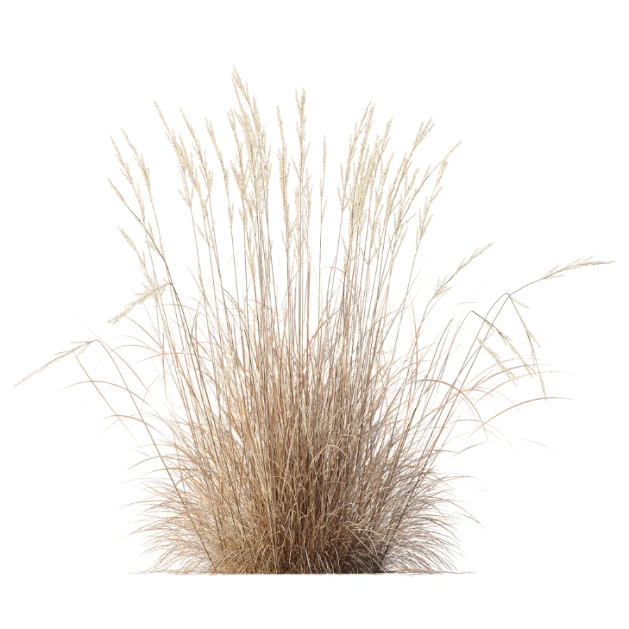 AV Plant Purple Moor Grass Molinia Caerulea Fall Image 7