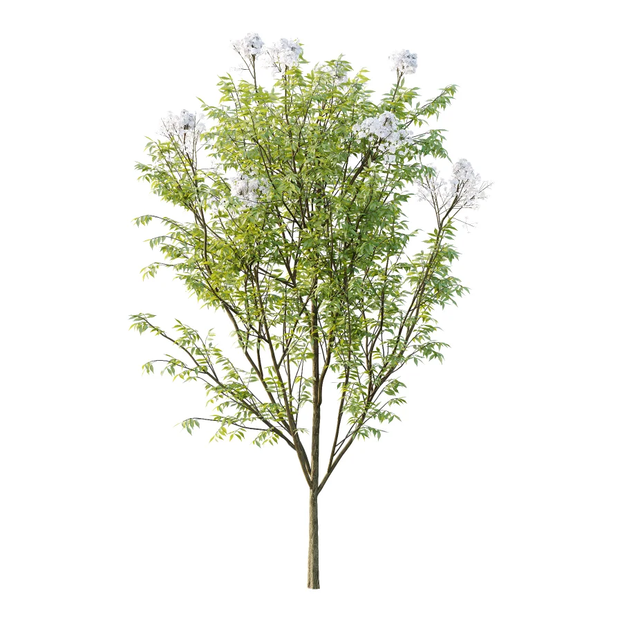 Sambucus nigra Tree 03 Image 1