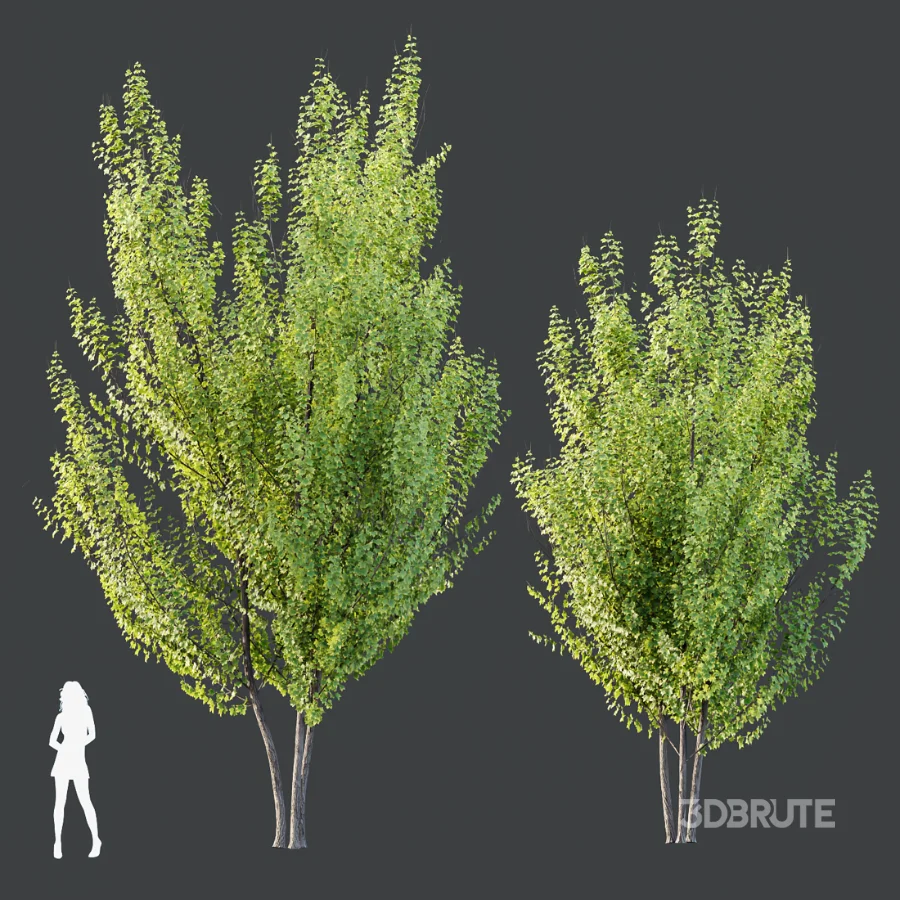 AV Acer X_freemanii Freeman Maple Sapindaceae Autumn Blaze set 05 Image 5