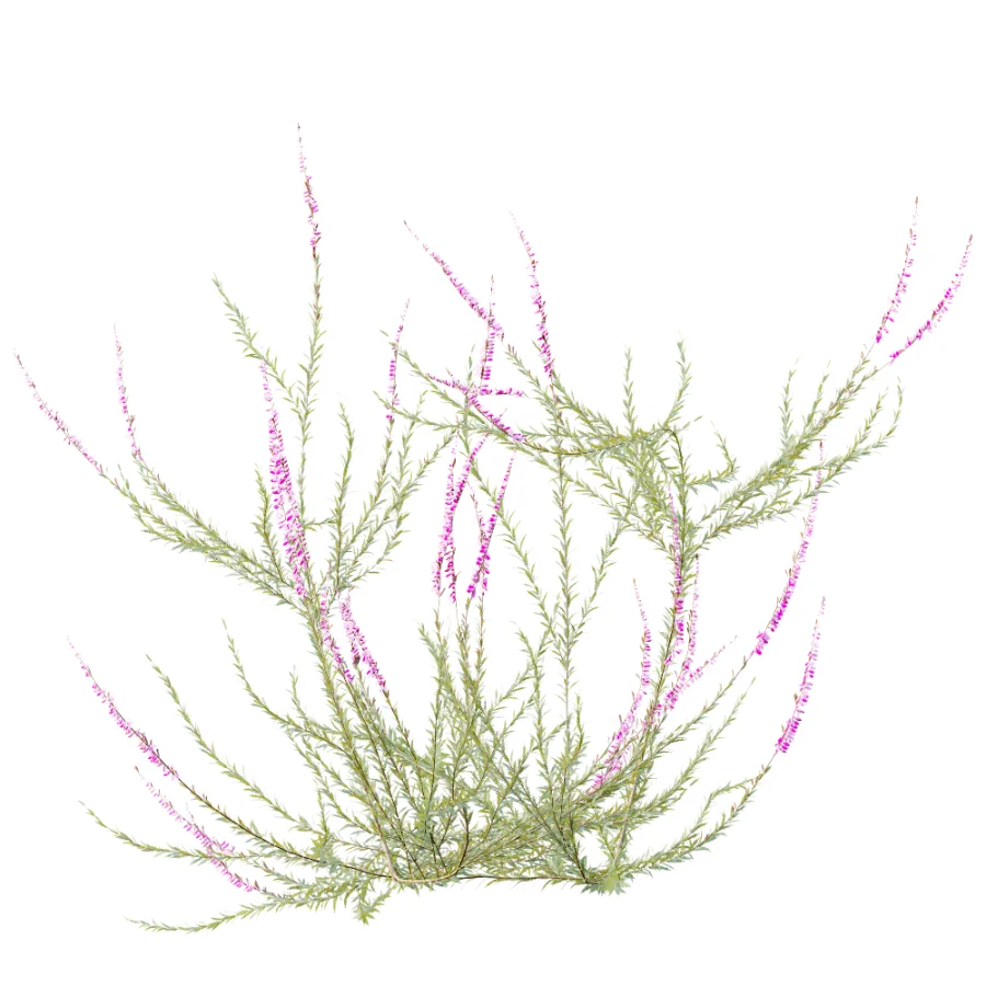 AV Plant Bush Purple Heather Calluna Vulgaris Image 3