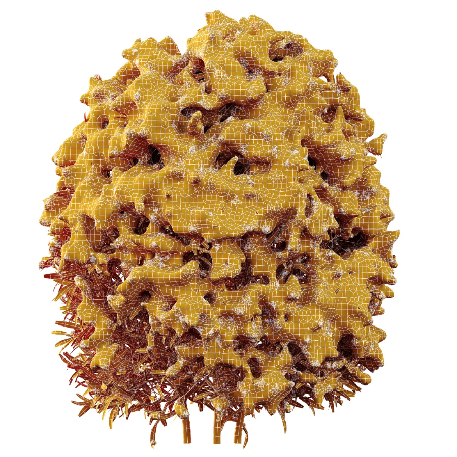 AV Winter Plant Snow Phillyrea Angustifolia Rosemarinifolia and Snow Juniperus Sabina Image 10