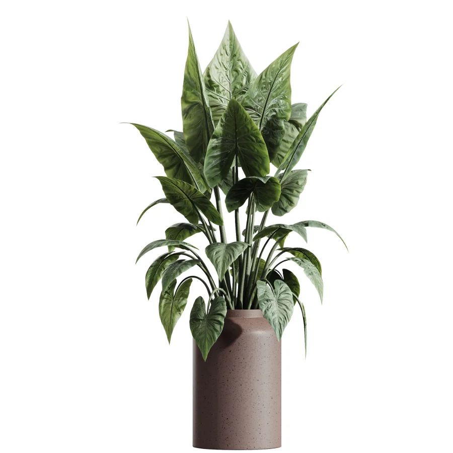 AV Indoor Plants Set 438 Olive and Alocasia Elefantenohr and Yucca Palm and Europaea Olive and Briful Pachira Image 4