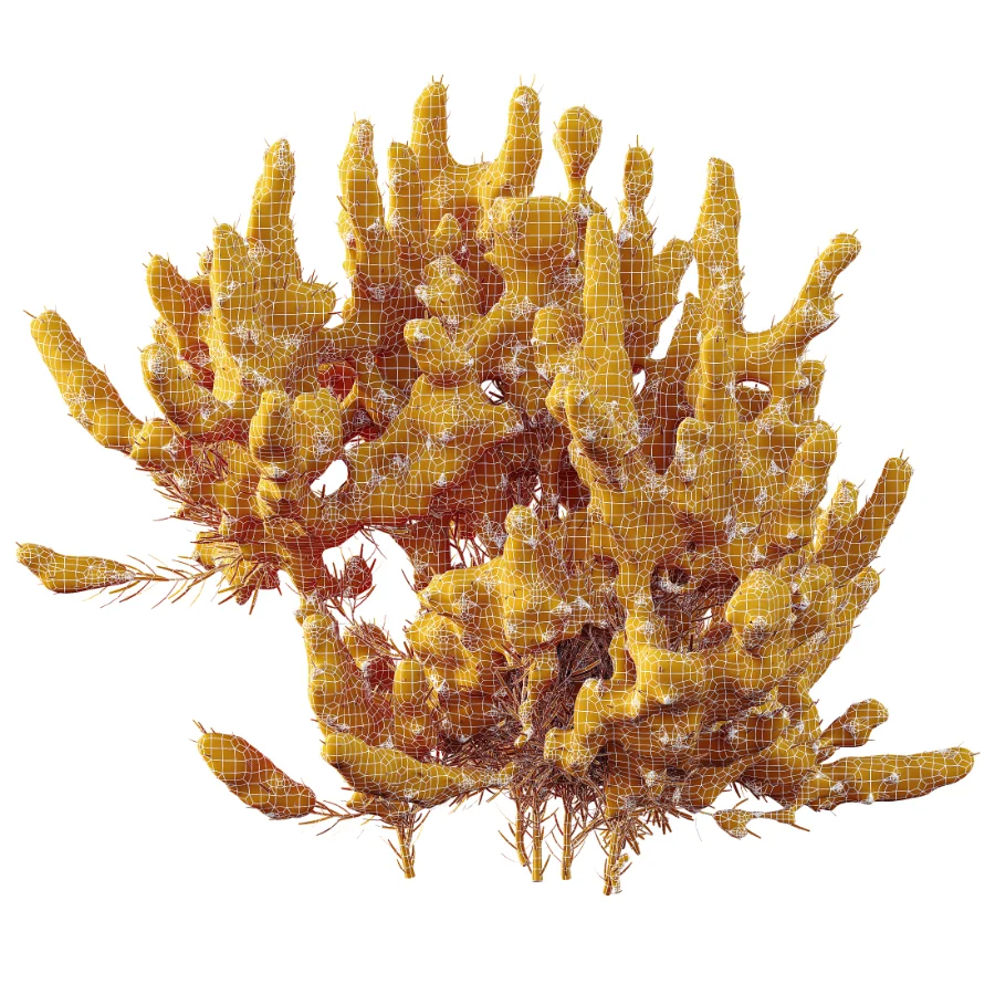 AV Winter Plant Snow Quihoui Privet and Snow Wild Erica Multiflora Image 10