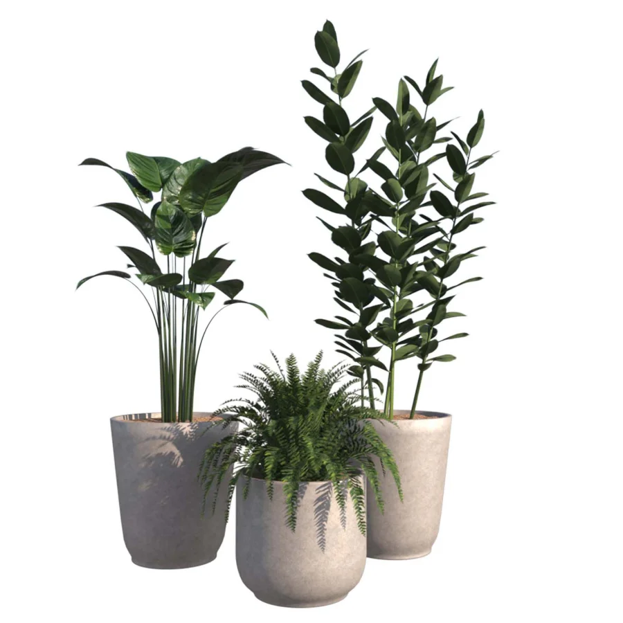 indoor plant_001 Image 1