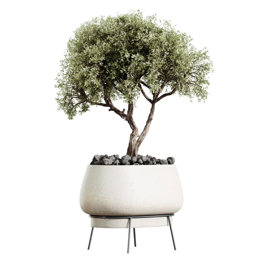 AV Indoor Plants Set 433 Ficus Marginata and Bird Of Paradise and Spineless Yucca and OLive Tree Image 1