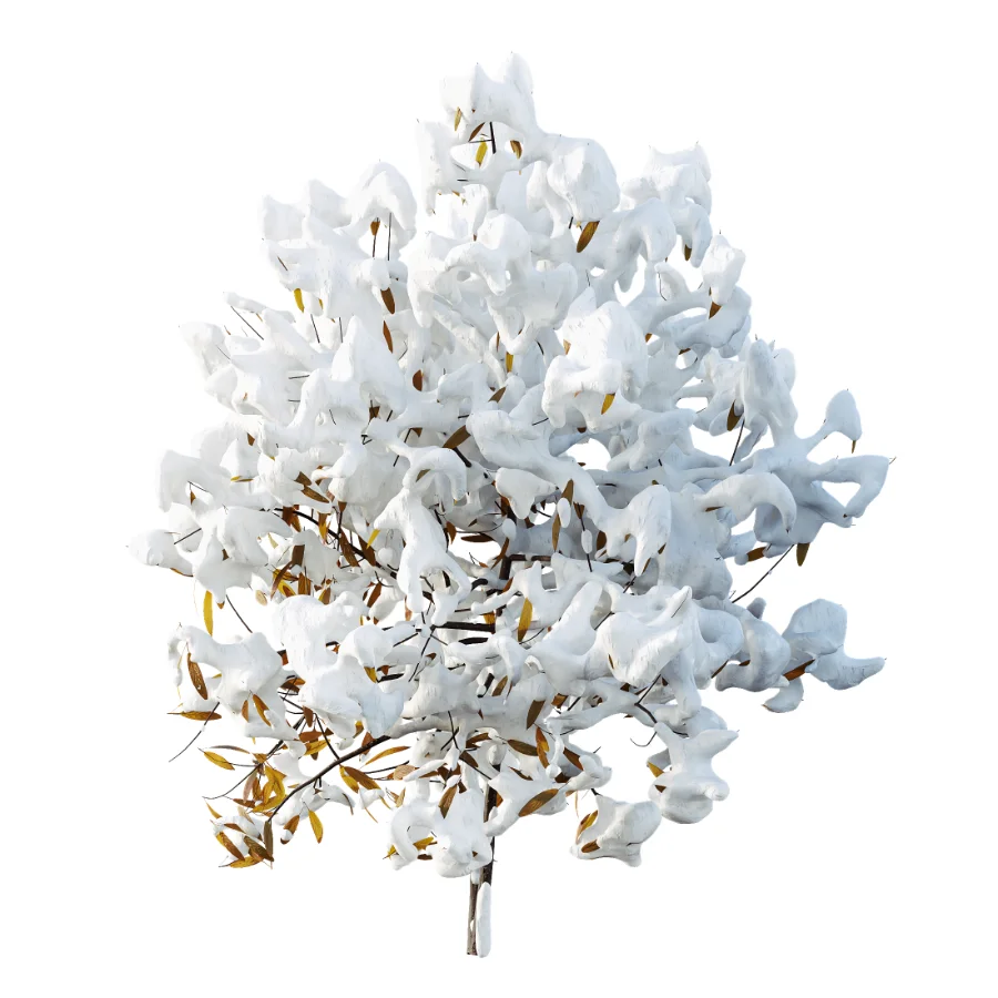 AV WinterPlant Snow Arboreum Bush and Snow Phillyrea Angustifolia Image 1