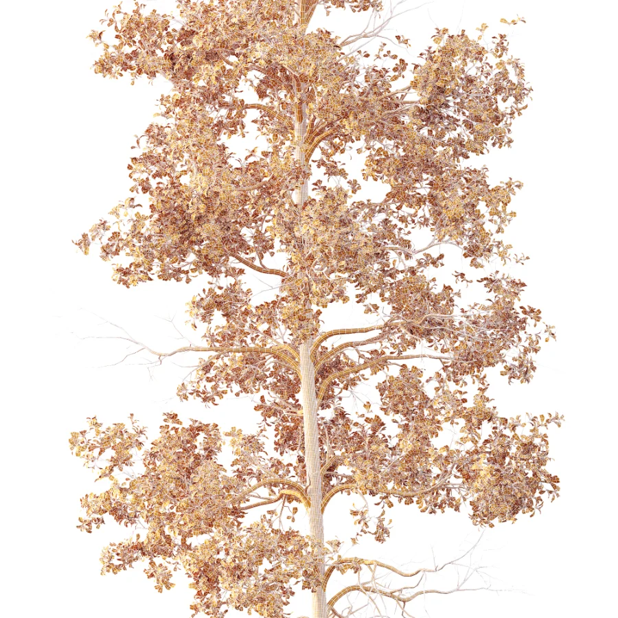AV Populus Tremuloides Image 3