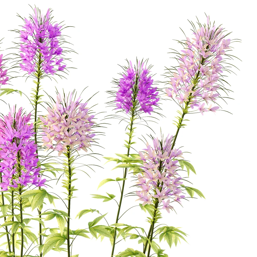 Cleome spinosa Pink Spiny Spider flower Plants 01 Image 3