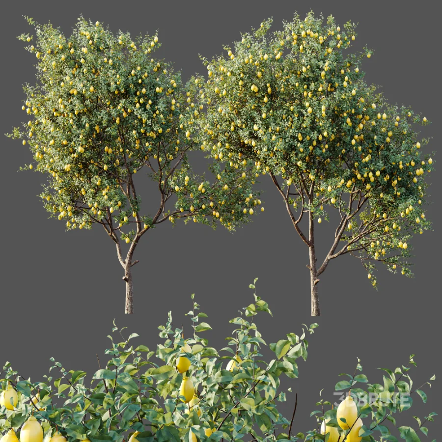 AV Plants Citrus Meyer Lemon Orange Version02 Image 6