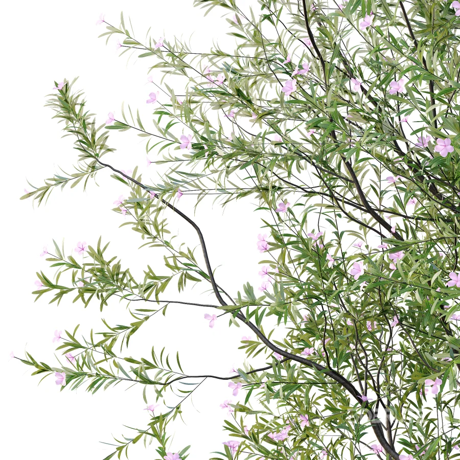 nerium oleander pink tree 02 Image 3