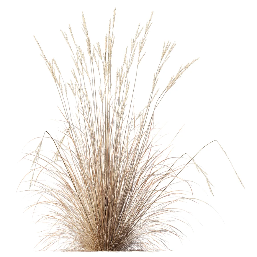 AV Plant Purple Moor Grass Molinia Caerulea Fall Image 9