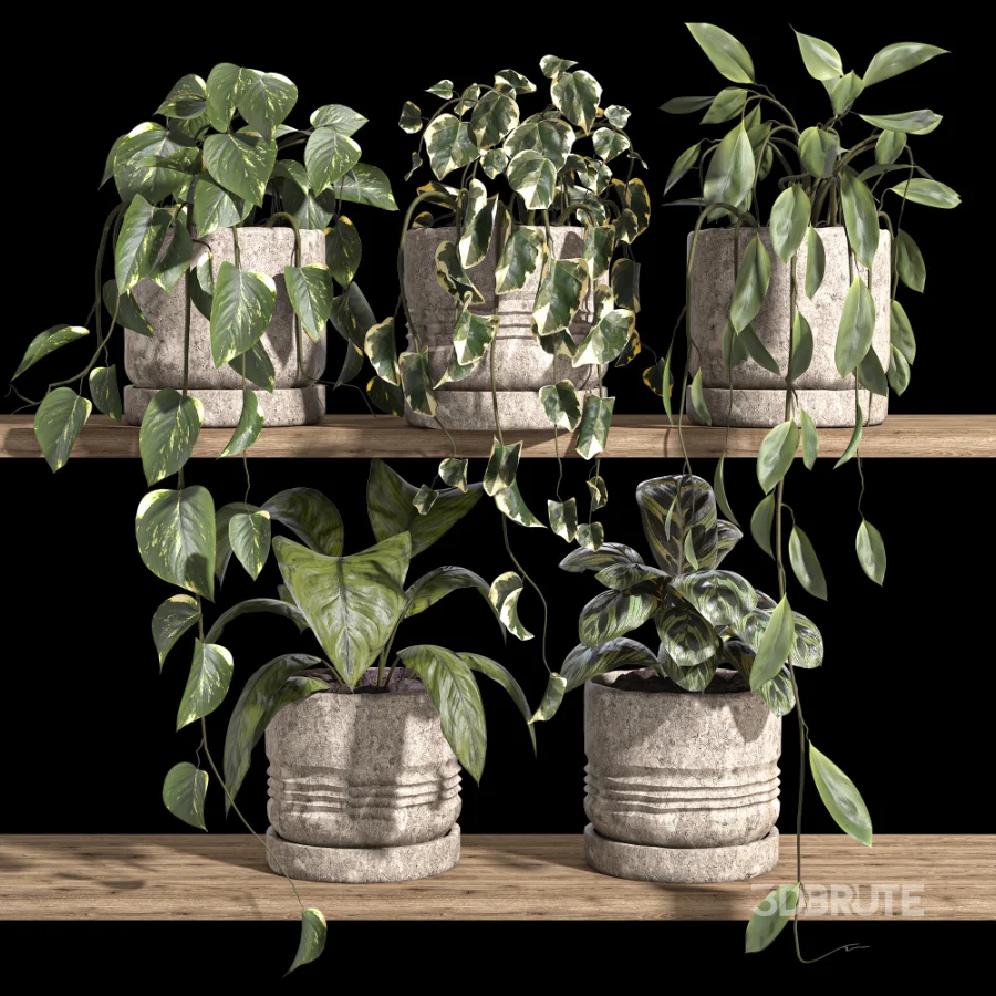 ivy potted plants on shelf Image 2