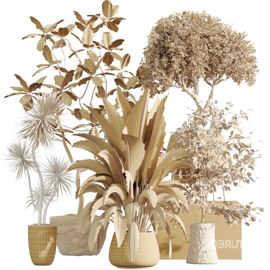 AV Indoor Plants Set 433 Ficus Marginata and Bird Of Paradise and Spineless Yucca and OLive Tree Image 9