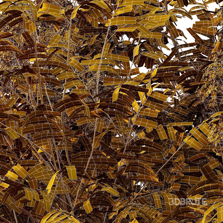 Sambucus nigra Tree 02 Image 2