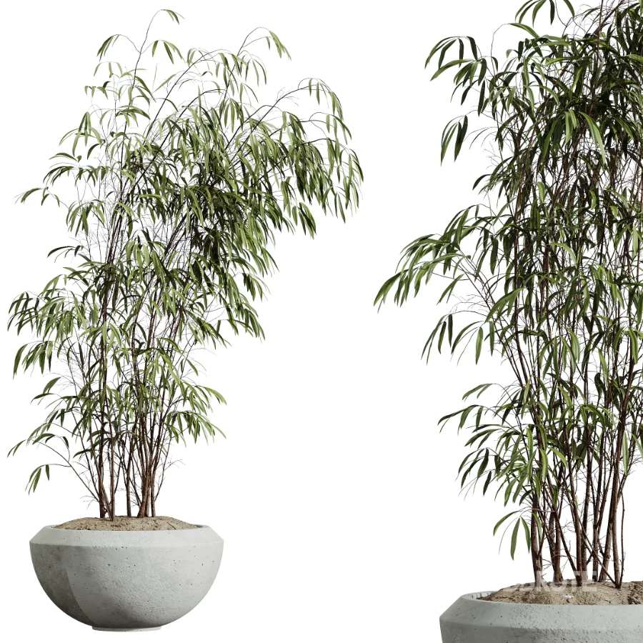 AV Indoor Plants Set 437 Olive and Rubber Ficus and Ficus Marginata and Lime Cane Dragon and Ficus African Fig Image 1