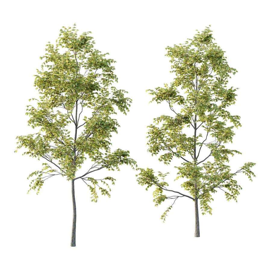 Chinese ash Tree Fraxinus chinensis 04 Image 1