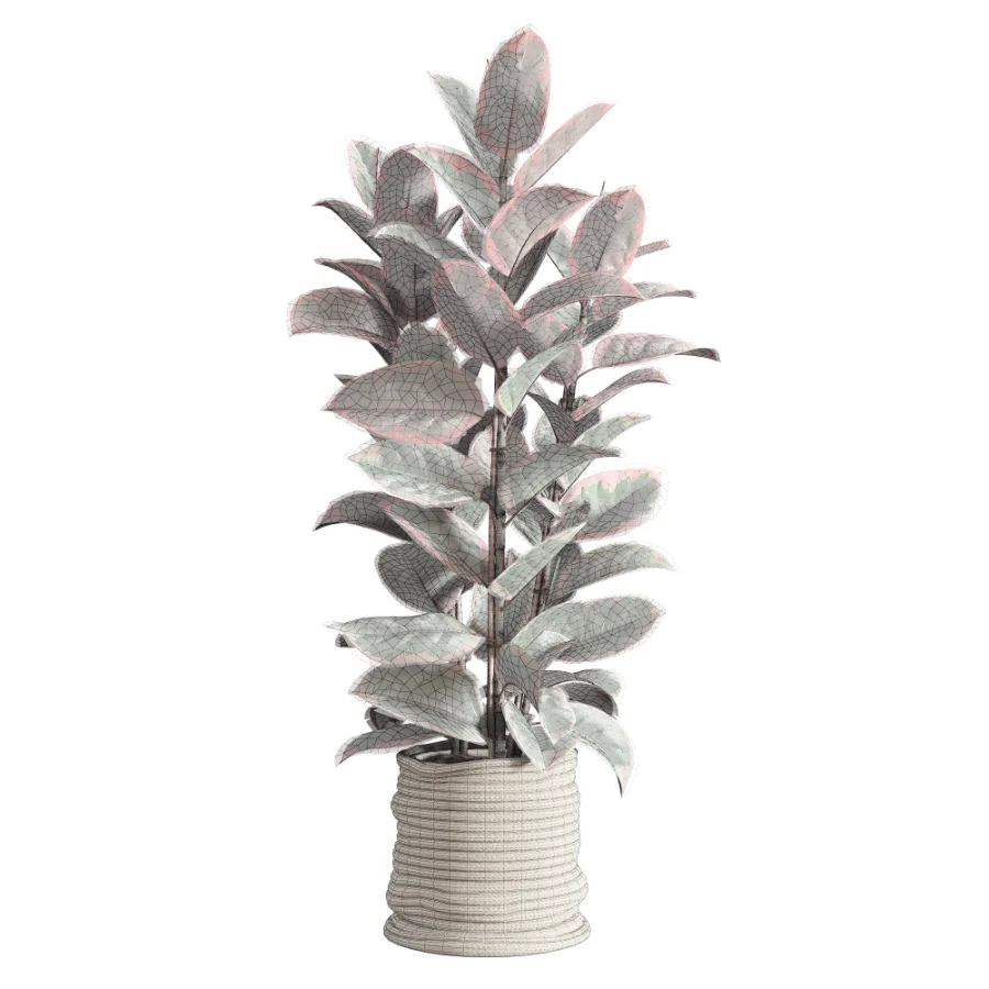 Red Ficus in Jute Pot Image 4