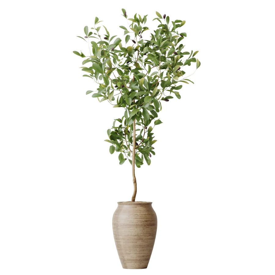 AV Indoor Plants Set 438 Olive and Alocasia Elefantenohr and Yucca Palm and Europaea Olive and Briful Pachira Image 1