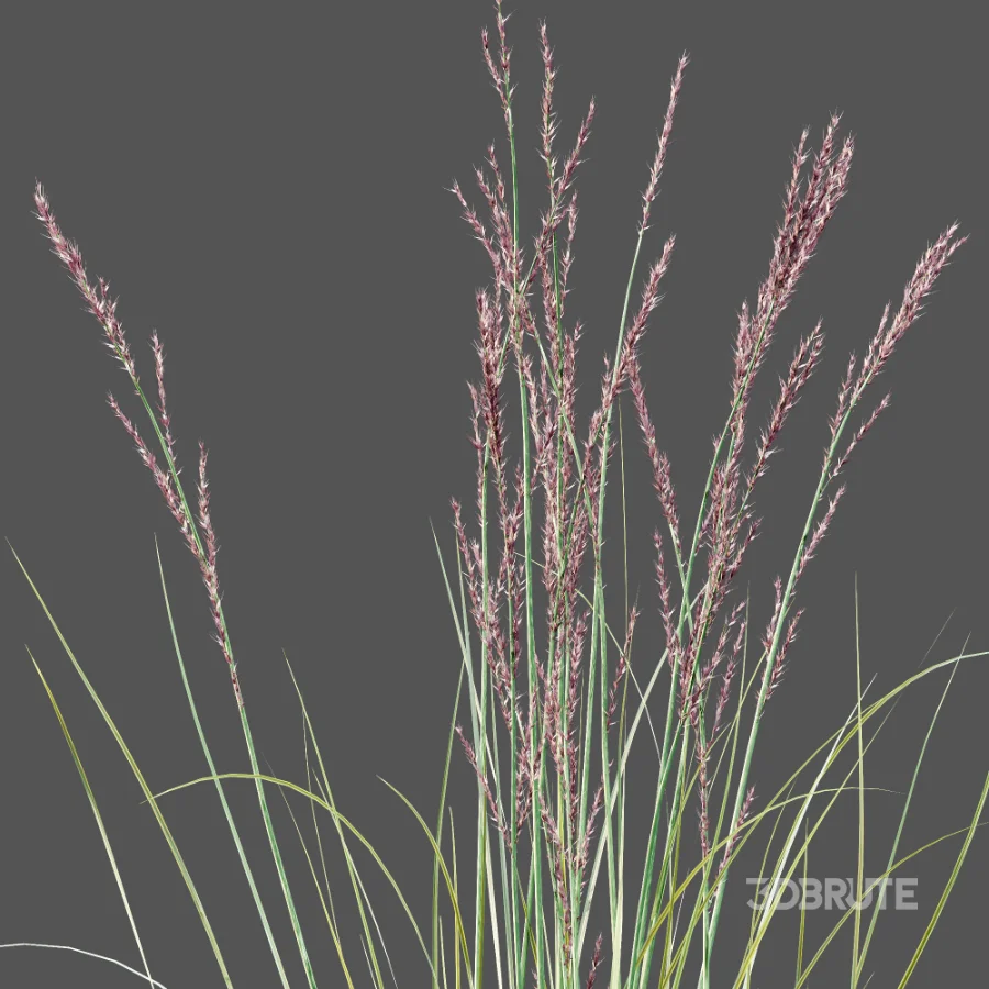 AV Plant Purple Moor Grass Molinia Caerulea Image 9