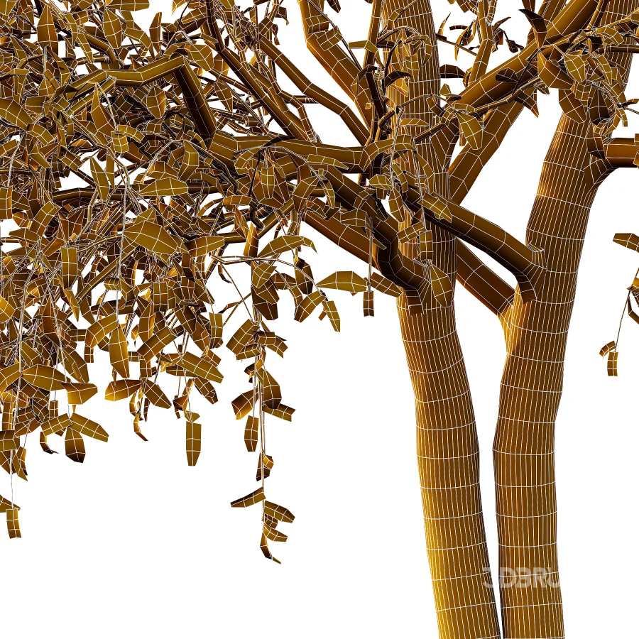 Chinese ash Tree Fraxinus chinensis 05 Image 3