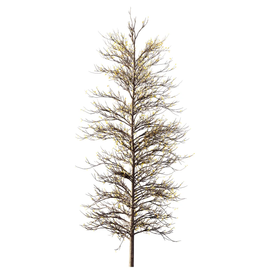 AV Autumn trees Real Tree Acer Buergerianum Image 2