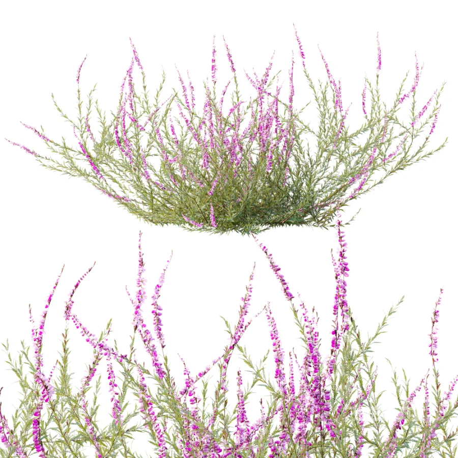 AV Plant Bush Purple Heather Calluna Vulgaris Image 2