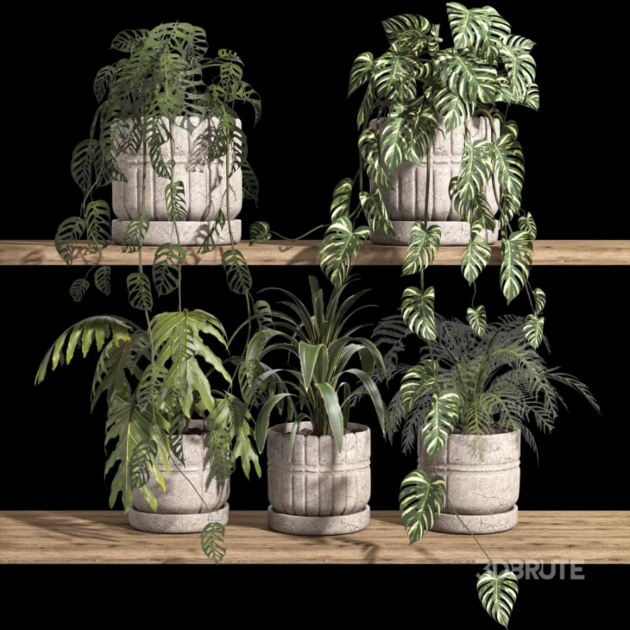 ivy potted plants on shelf Image 3