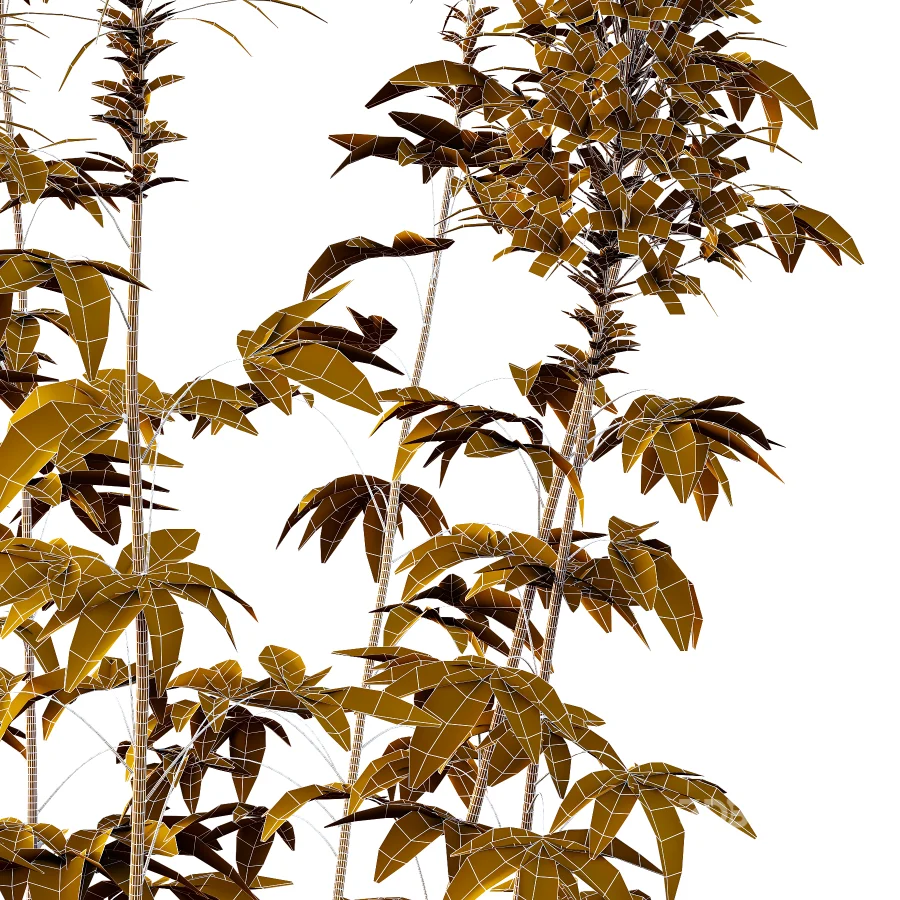 Cleome spinosa Pink Spiny Spider flower Plants 01 Image 4