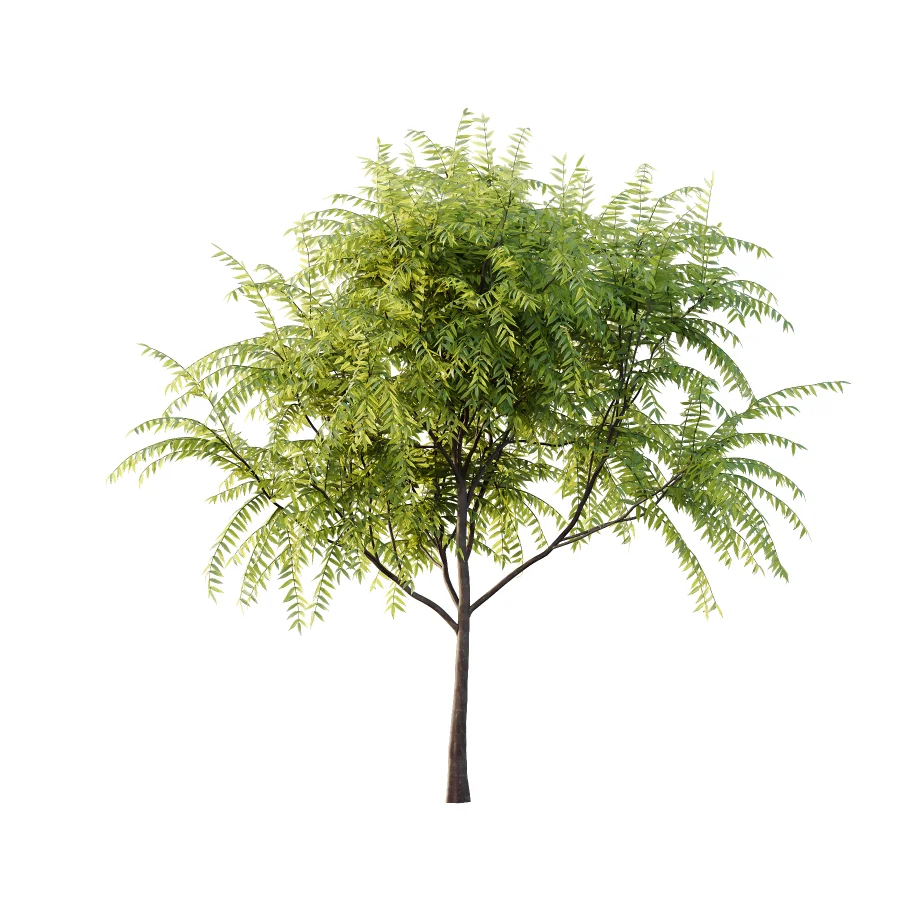 Averrhoa bilimbi Tree 01 Image 4