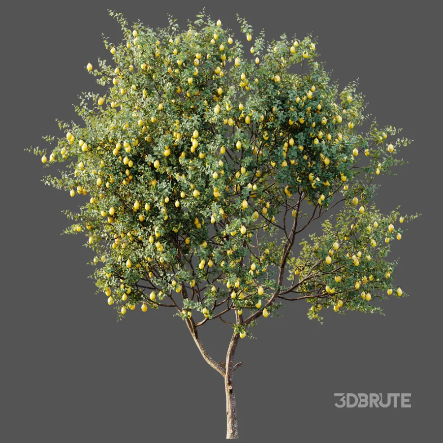 AV Plants Citrus Meyer Lemon Orange Version02 Image 4