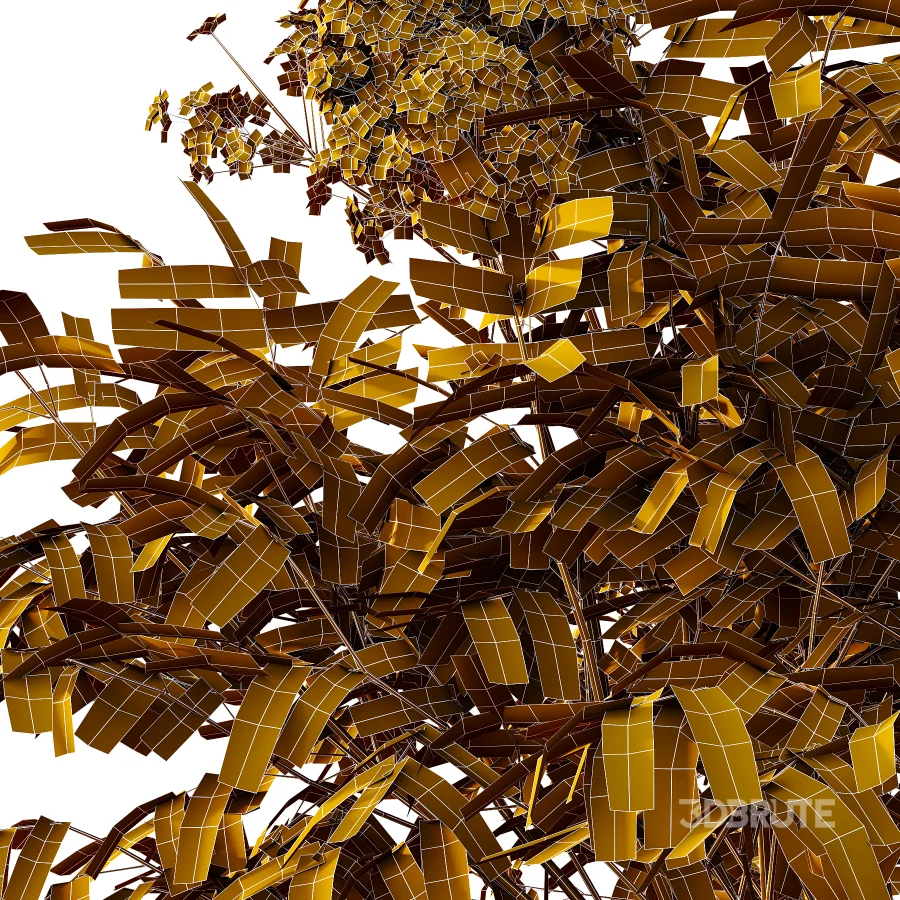 Sambucus nigra Tree 01 Image 4