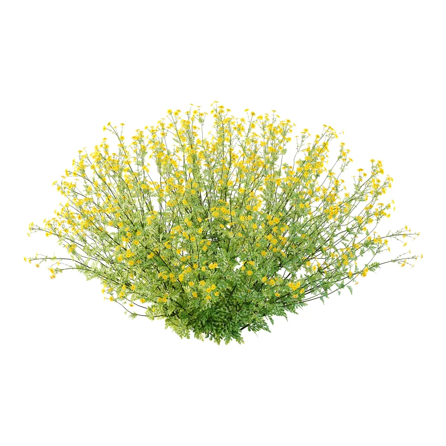 Senecio jacobaea wild flowers Tansy ragwort 03 Image 1