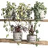 ivy potted plants on shelf - Thumbnail 3
