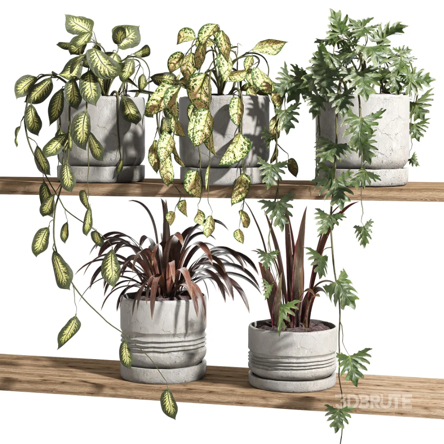 ivy potted plants on shelf Image 3