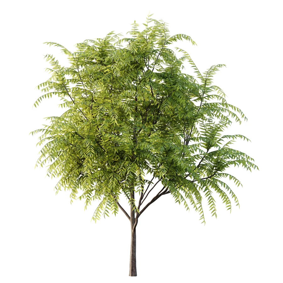 Averrhoa bilimbi Tree 01 Image 5