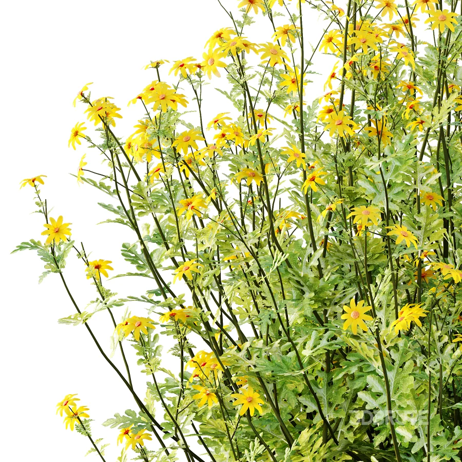Senecio jacobaea wild flowers Tansy ragwort 04 Image 4