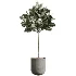 AV Indoor Plants Set 437 Olive and Rubber Ficus and Ficus Marginata and Lime Cane Dragon and Ficus African Fig - Thumbnail 2