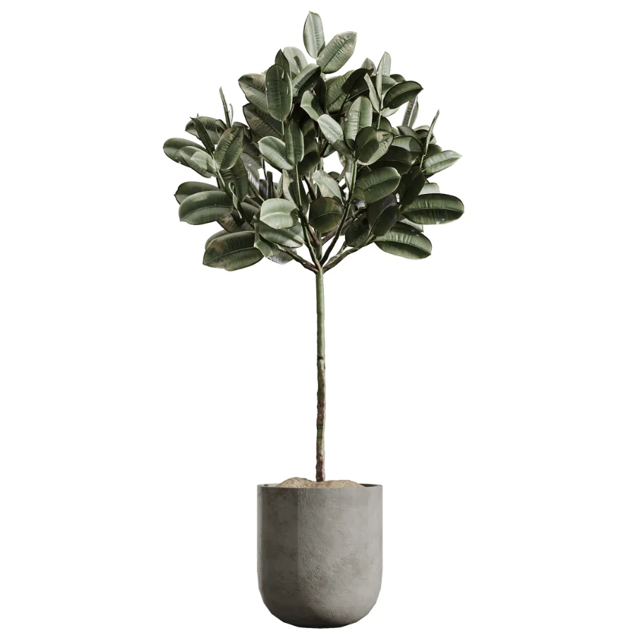 AV Indoor Plants Set 437 Olive and Rubber Ficus and Ficus Marginata and Lime Cane Dragon and Ficus African Fig Image 2
