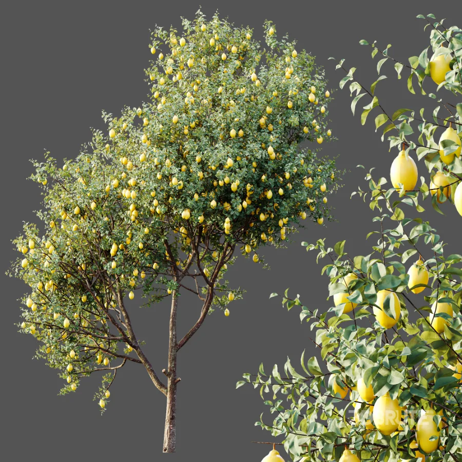 AV Plants Citrus Meyer Lemon Orange Version02 Image 5