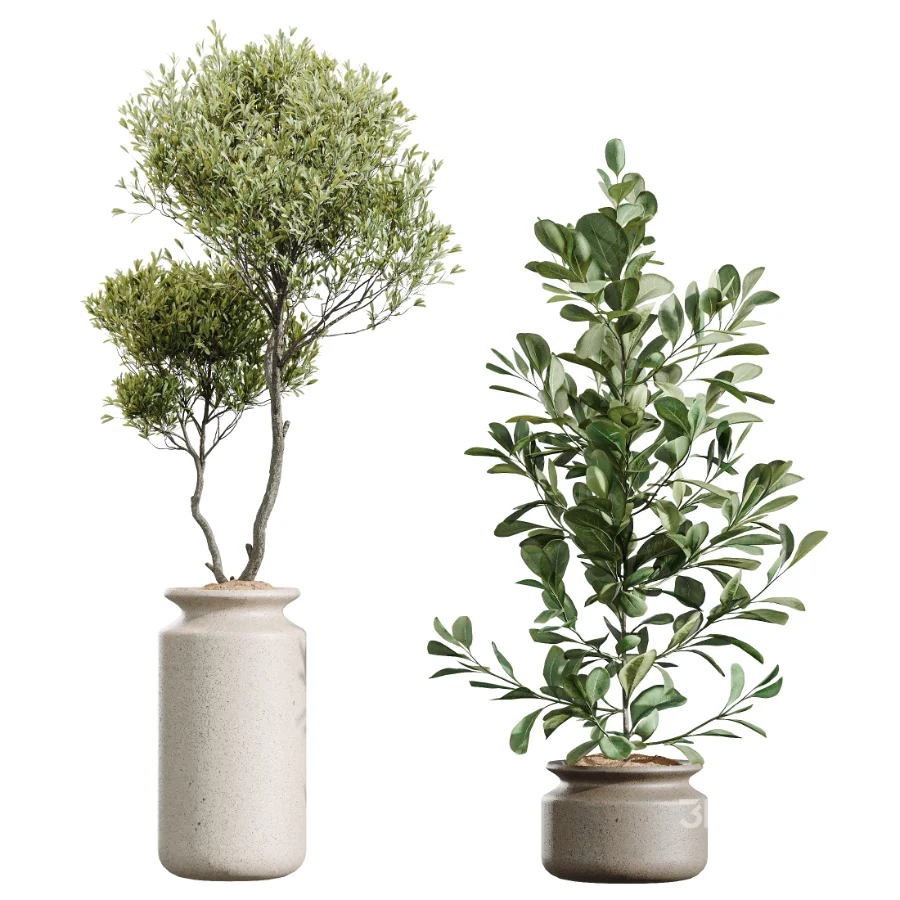 AV Indoor Plants Set 439 Ficus Beliza and Olive and Ficus Binnendijkii and Ficus Marginata and Ficus macrocarpa Image 8