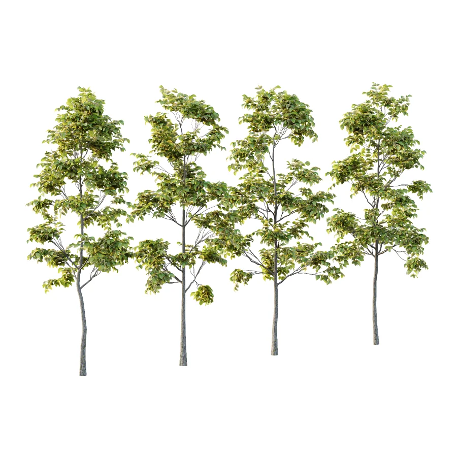 Chinese ash Tree Fraxinus chinensis 03 Image 3