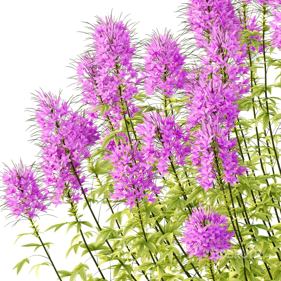 ntal annual, but is impressive for its long flowering period and impressive floral display. We reveal whether the spider flower is hardy and which location is optimal for successful planting.The spider flower belongs to the spider family (Cleomaceae) and comes from subtropical Central and South America. The taxonomy of the beautiful spider flower has not yet been clearly defined, which is why you can also come across names such as Cleome hassleriana and Tarenaya hassleriana when looking for the summer flower. It is often called spiny spider flower or bee plant. The long stamens of the flowers give this special ornamental plant its name. Together with the petals, the appearance is reminiscent of a spider with long legs. This is why it’s known as the “spiny spider flower”. The long and narrow pod fruits are formed during the flowering period from July to October. Depending on the variety, the spider flower shines with pink, purple, red or white flowerheads and grows between 90 and 160cm tall. Image 3