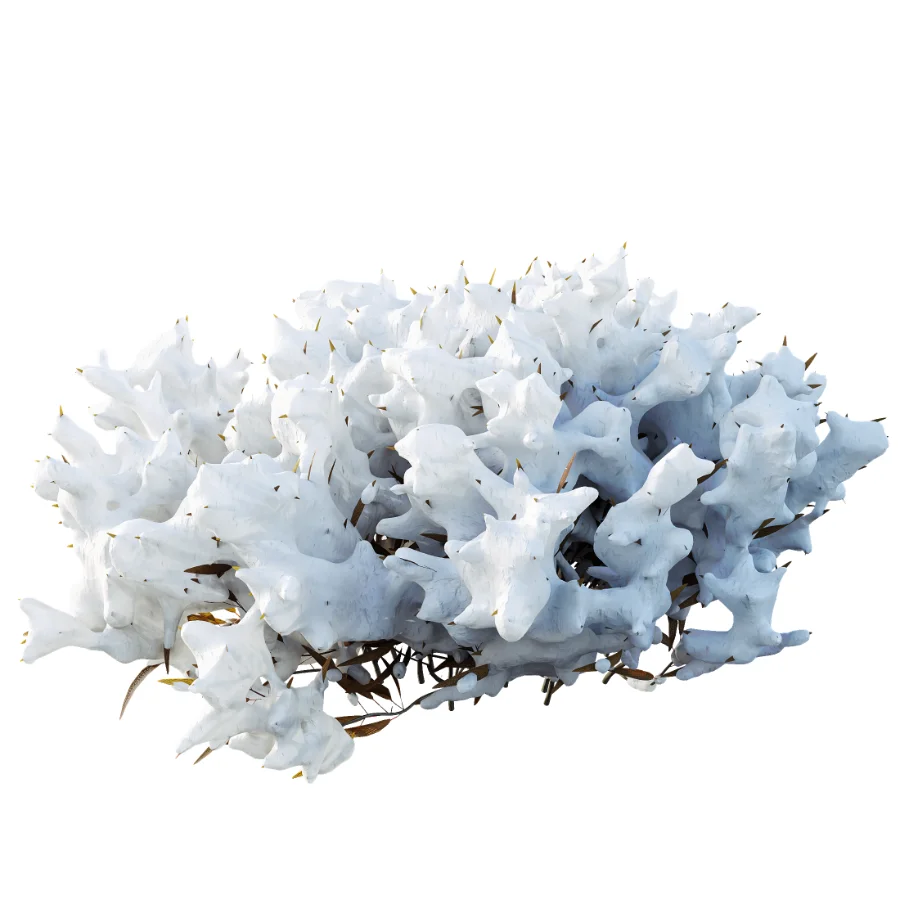 AV Winter Plant Snow Nerium Oleander Flower and Snow Salvia Mexican Sage Image 4