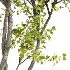 AV Summer-Fall trees Acer Saccharinum and Eucalyptus - Thumbnail 5