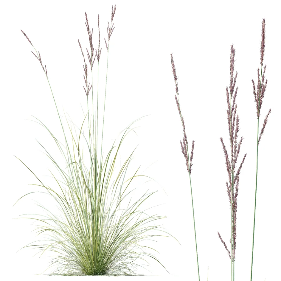 AV Plant Purple Moor Grass Molinia Caerulea Image 2