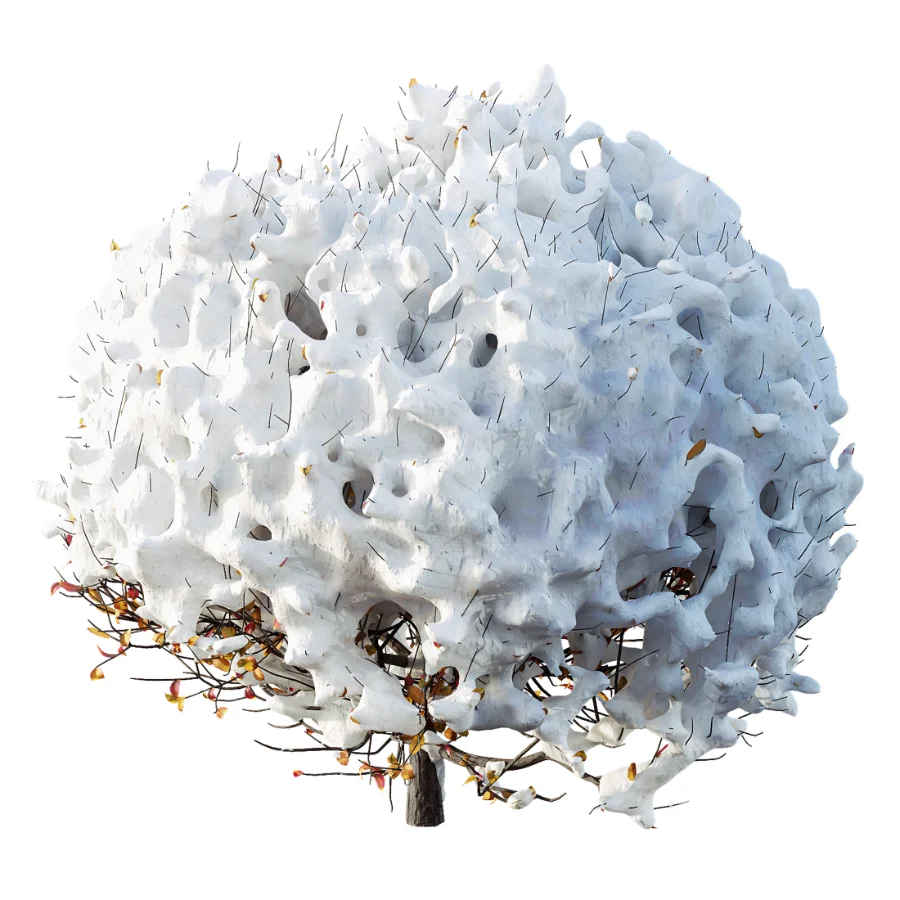 AV Winter Plant Snow Quihoui Privet and Snow Wild Erica Multiflora Image 7